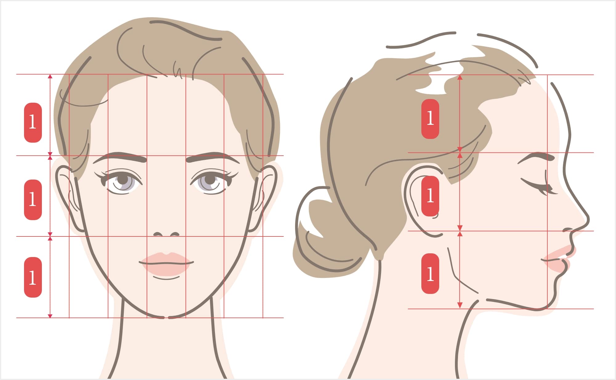 美人顔の黄金比の説明図